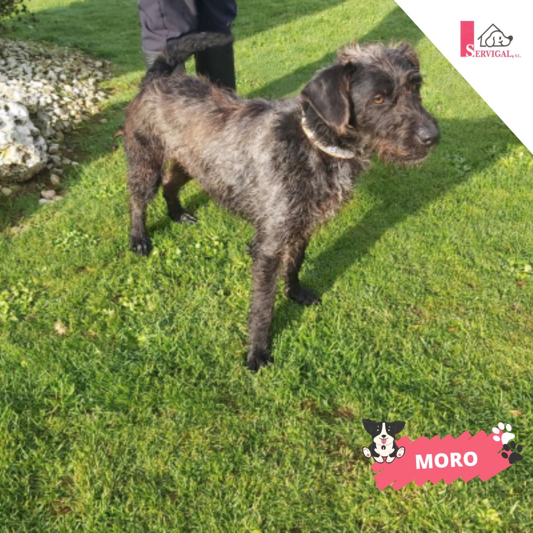 🐶 ¡Moro busca el calor de un nuevo hogar! 

🐾 Este #peludiño está deseando encontrar una familia que le dedique tiempo y que le dea mucho cariño. 

💞 ¿Te animas a darle un lugar en tu vida?

Contáctanos en el 📞 981 679 083 o a través de su ficha 👇 
consorcio.laceriaservigal.es/ficha-mascota/…