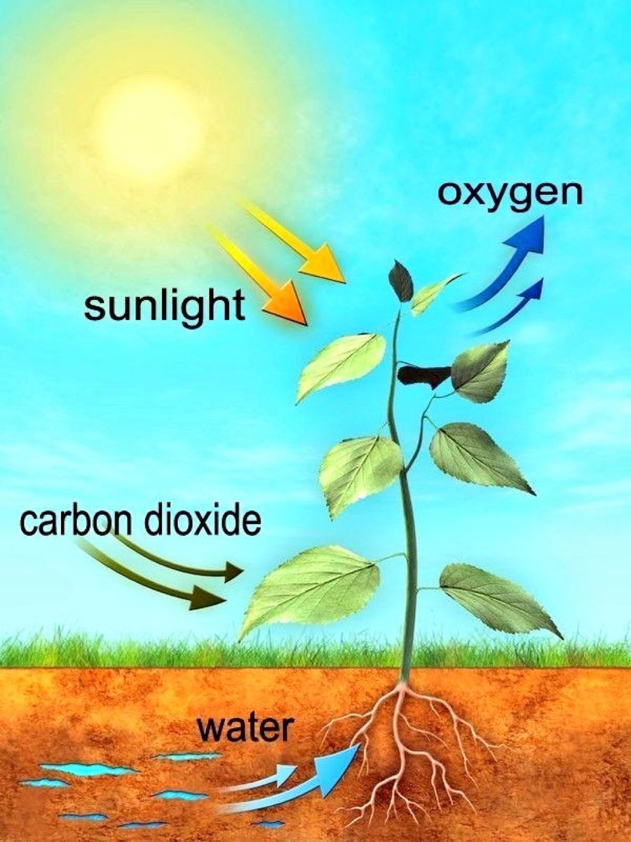 simonmaechling's tweet photo. The chemistry of photosynthesis. 

6 CO₂ + 6 H₂O + light energy 
→ C₆H₁₂O₆ + 6 O₂

Carbon dioxide + water + light energy → glucose and oxygen.

Yes. CO₂ is plant food. https://t.co/yvG2o9NxsZ