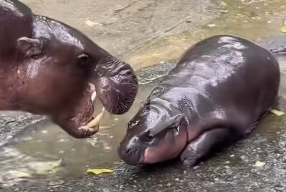 #Moodeng - I'm Just A Little Hippo Mama, Don't Be Angry With Me