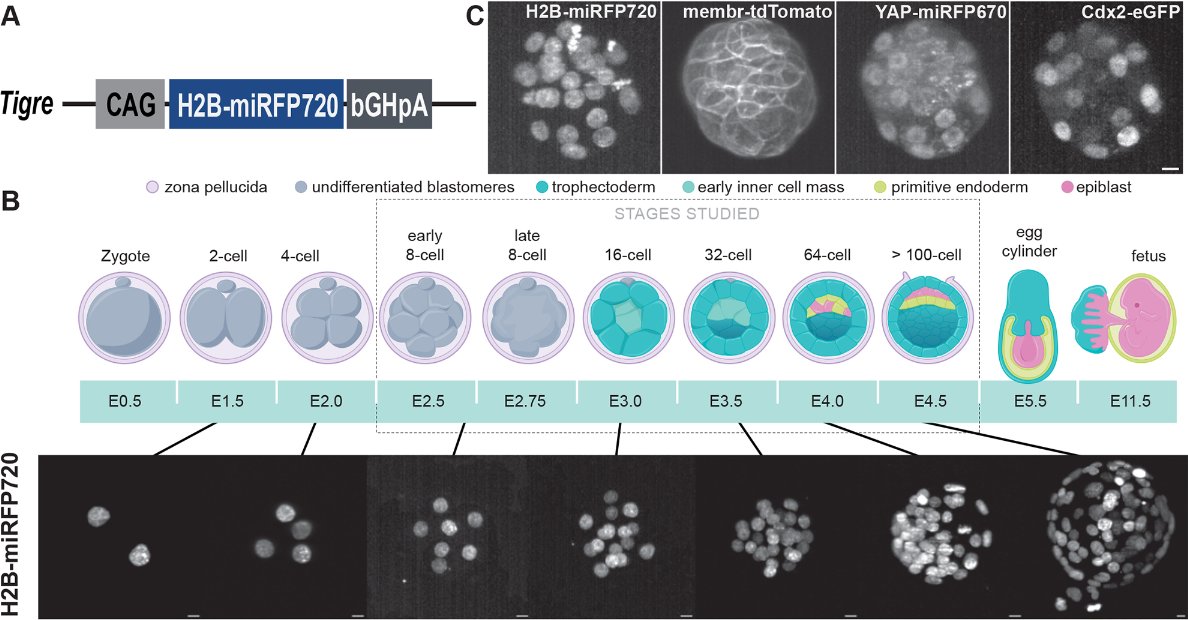 Development (@dev_journal) on Twitter photo Nuclear instance segmentation and tracking for preimplantation mouse embryos
Read this Techniques & Resources Article by Hayden Nunley <a href="/yelnunnedyah/">Hayden Nunley</a>, Lisa Brown and Eszter Posfai <a href="/EPosfai/">Eszter Posfai</a>:
journals.biologists.com/dev/article/15… Nuclear instance segmentation and tracking for preimplantation mouse embryos
Read this Techniques & Resources Article by Hayden Nunley <a href="/yelnunnedyah/">Hayden Nunley</a>, Lisa Brown and Eszter Posfai <a href="/EPosfai/">Eszter Posfai</a>:
journals.biologists.com/dev/article/15…