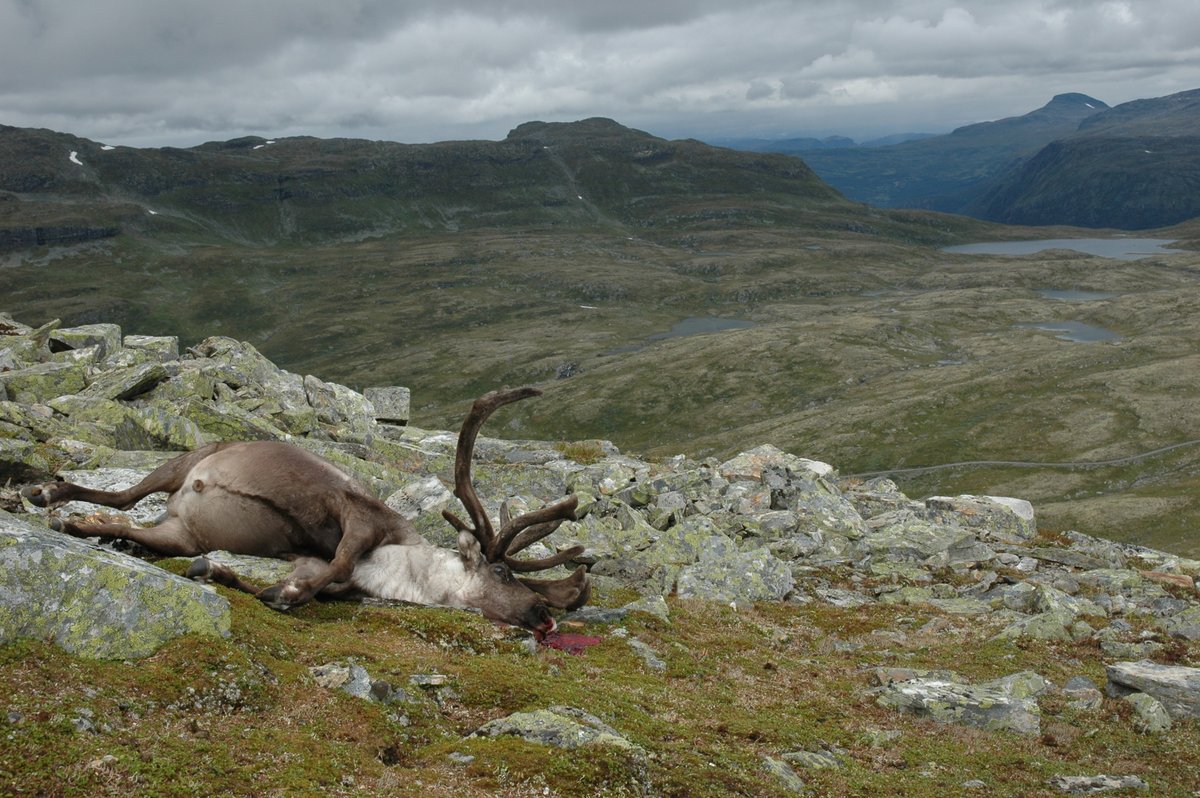 New paper: "Evidence of limited short-term adverse demographic side effects of chronic wasting disease management" #CWD #adaptCWD
wildlife.onlinelibrary.wiley.com/doi/10.1002/jw…