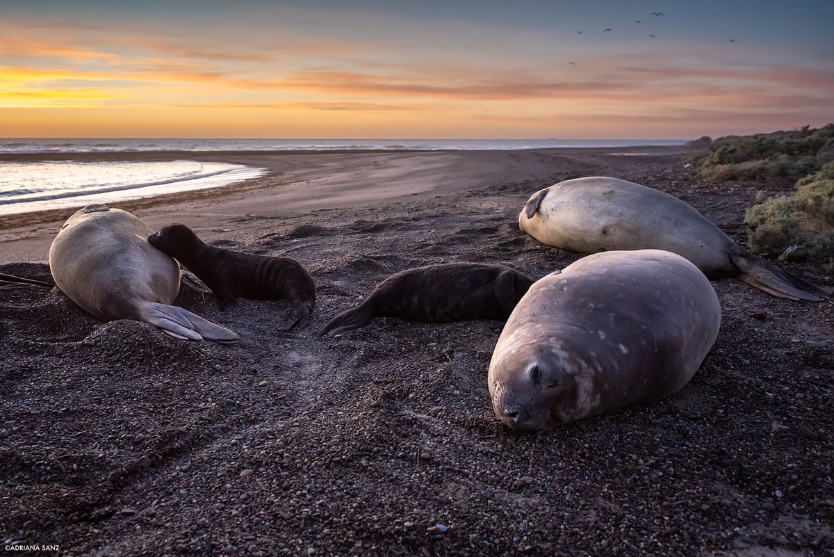 WCS (@thewcs) on Twitter photo UPDATE: Avian flu outbreak killed more than 17,000 elephant seals, a new study says. 97% of pups.
“It will take decades before the numbers are back to the 2022 population size,” says co-author Valeria Falabella of <a href="/wcsargentina/">WCS Argentina</a>.
➡️ bit.ly/3CiZAki UPDATE: Avian flu outbreak killed more than 17,000 elephant seals, a new study says. 97% of pups.
“It will take decades before the numbers are back to the 2022 population size,” says co-author Valeria Falabella of <a href="/wcsargentina/">WCS Argentina</a>.
➡️ bit.ly/3CiZAki