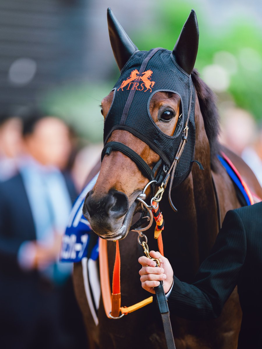 Akauni294's tweet image. いつも思うけどお上品な表情するよね
2024/11/10 京都競馬場
#スタニングローズ
#エリザベス女王杯