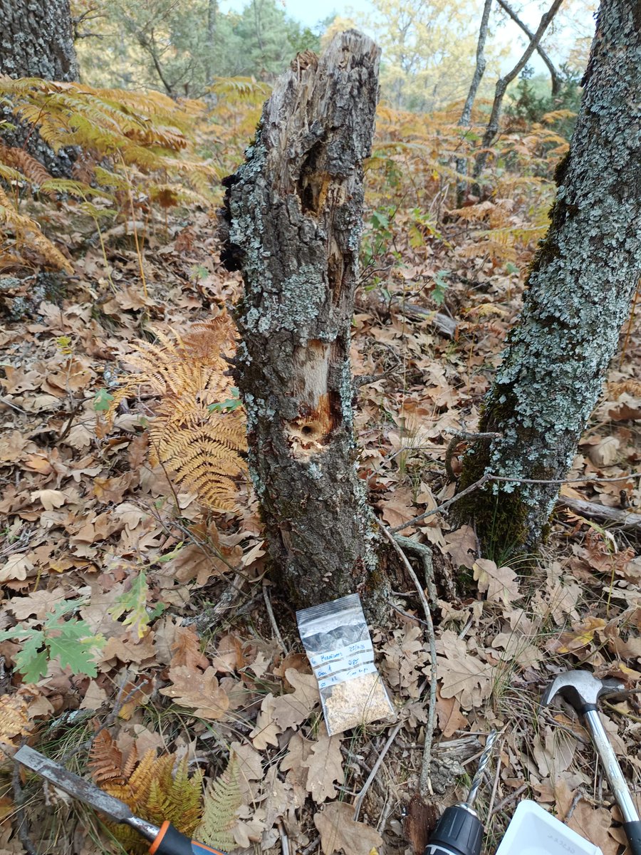 bioforestURJC's tweet photo. La presencia de madera muerta cumple funciones fundamentales en los bosques maduros. Para ello, muestreamos madera de árboles en pie, caídos y con distintos grados de descomposición para conocer los hongos que alojan #ProyectosPRTR #NextGenerationEU #bosques #biodiversidad https://t.co/q6O3Y3R6lN