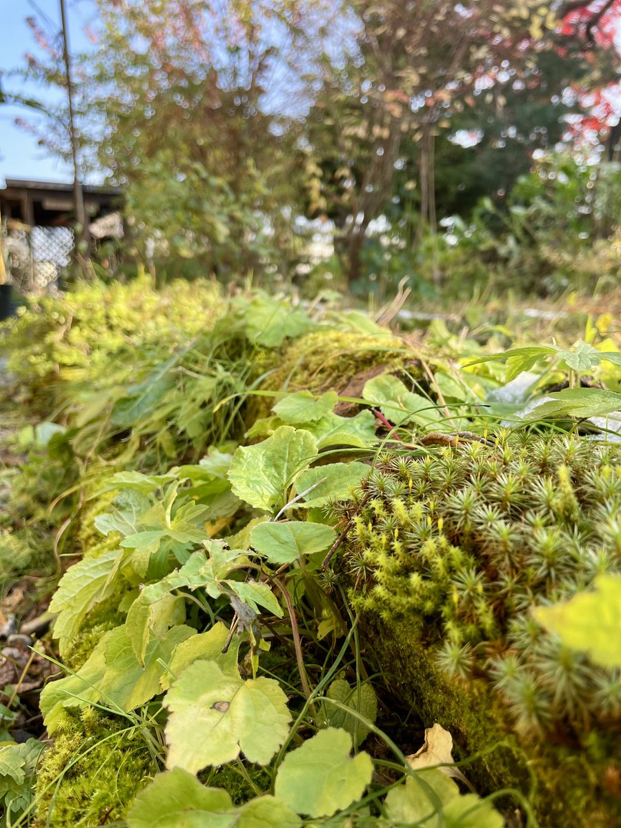 実家の庭は一度積雪したとはいえまだまだ背の低い植物達が元気にしてました☺️