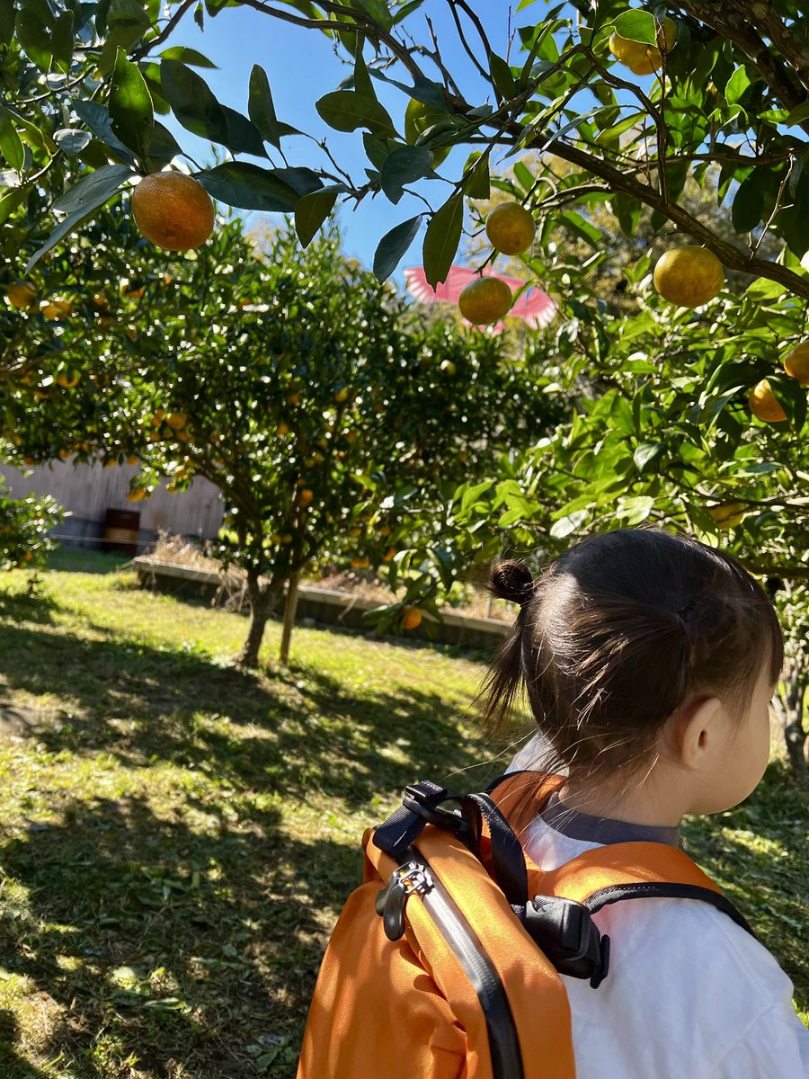 raise_bag's tweet image. \コンバンハ/

土曜日に #丹後王国 「食のみやこ」へ
#みかん狩り に行って来ました！

#みかん が大好きな娘
木に実っている果実を嬉しそうに選んで
ハサミで収穫して来ました🍊

カバンはみかん色のリュック🎒
楽しい1日になりました♪

#企業公式
#企業公式交互フォロー
#子ども