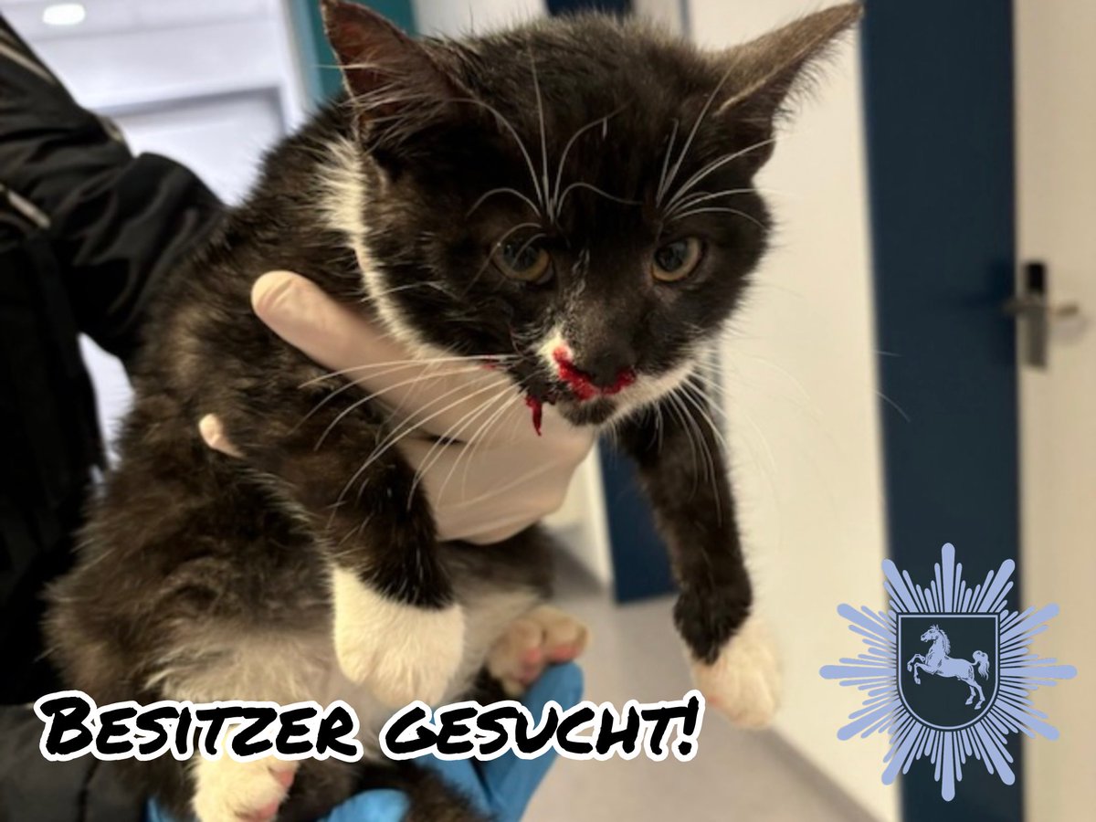 Polizei_GOE's tweet photo. #Fundkatze 🐆

▶️ Dieses kleine Fellknäuel wurde heute morgen in #Beierfelde bei #Osterode bei einem Unfall angefahren. Wir konnten bisher leider keine Besitzer ermitteln.

👉 Wir haben sie in das Tiergesundheitszentrum Süd-Harz, ehemals Praxis Grammel in der Schillerstraße in Osterode gebracht. Dort befindet sie sich in guten Händen 👨🏻‍⚕️ 

Die Besitzer werden gebeten, sich unter ☎️ 05522 90060 zu melden.