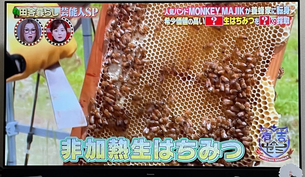 nekonatsuko's tweet image. #有吉ゼミ  にモンキーマジックのお二人😊🐝　#monkeymagic  #ハチミツ