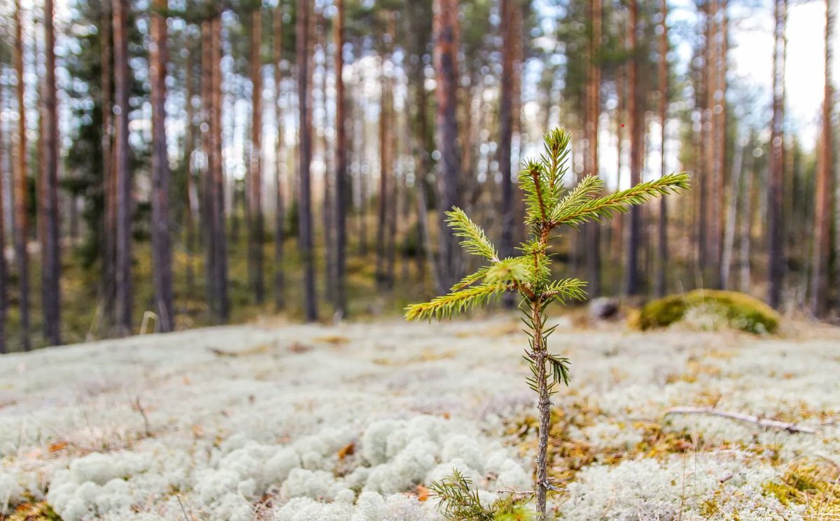 Hur förväntas situationen se ut på virkesmarknaden under nästa år? Läs den senaste virkesmarknadsöversikten här: svf.fi/sv/virkeshande…