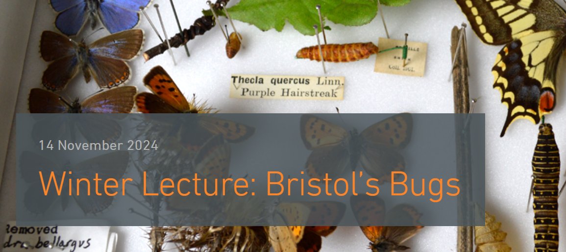 FestofNature's tweet photo. @BristolMuseum are running their annual Winter Lecture this week - all about Bristol's bugs! 🦋🪲

Hear insights on the city's insect populations, from local entomologist Ray Barnett. 🪰

When: Thurs 14 November, 7:30-9PM
Where: M Shed (&amp; Online)
Tickets: https://t.co/qs3jM0SlRS https://t.co/uRYkudBtZZ