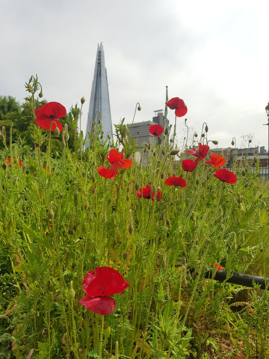 BOSTSE1's tweet image. Today we remember and are grateful for our green spaces that give us somewhere to reflect and give thanks. #RedCrossGarden, founded by Octavia Hill in 1886, and home of the 1st independent Army Cadet Battalion.