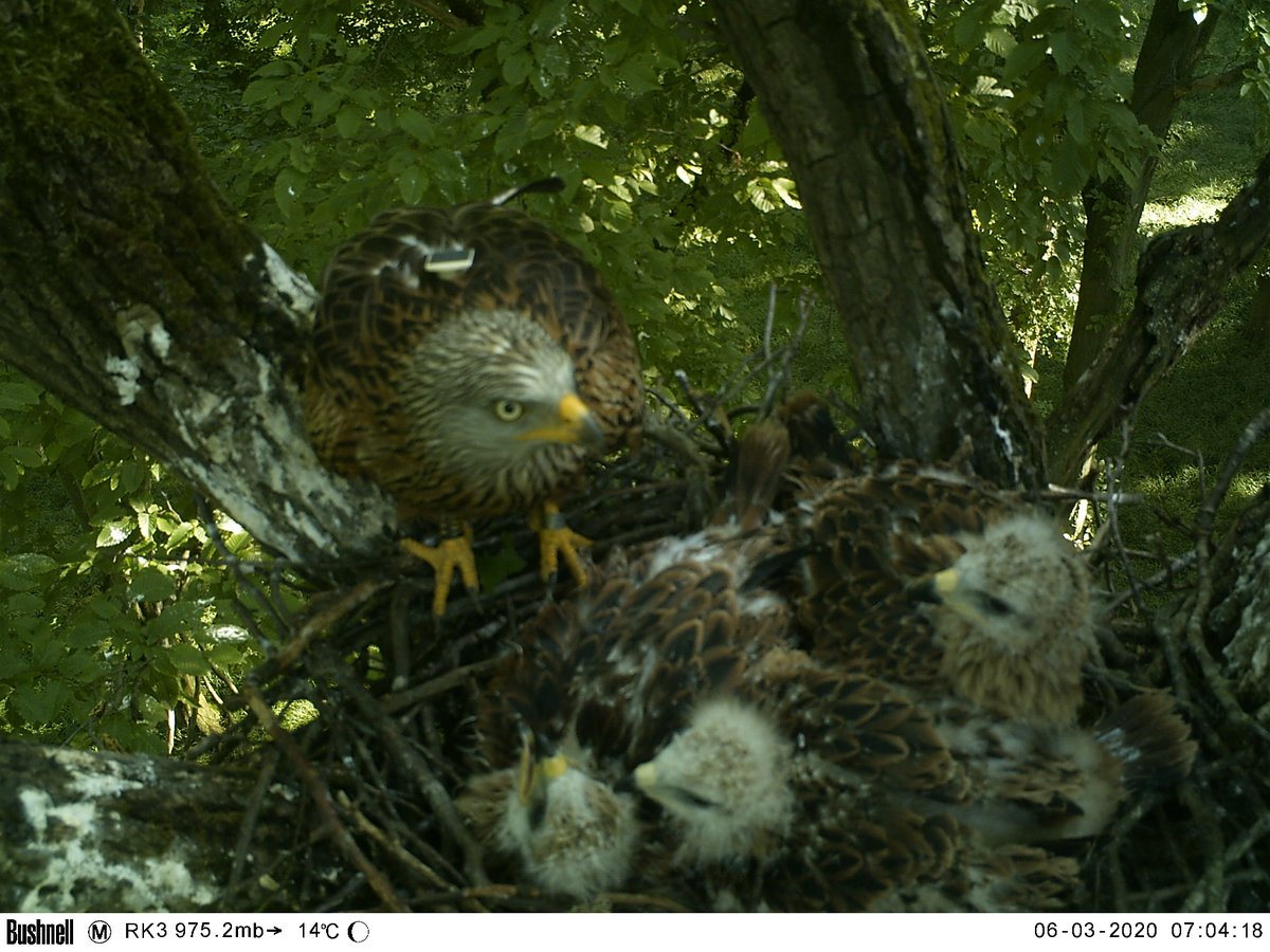 ‼️ Osmiletou samici kriticky ohroženého luňáka červeného zastřelil neznámý pachatel na Hodonínsku. 

Za svůj život vyvedla 18 mláďat. Patřila mezi nejstarší a nejproduktivnější luňáky v Česku označené vysílačkou. Pro populaci je to obrovská ztráta. 

birdlife.cz/na-hodoninsku-…