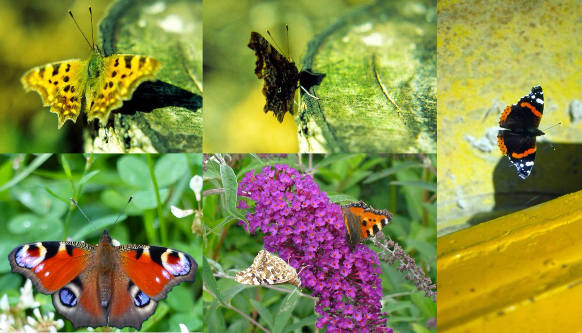 Vi mennesker har et litt anstrengt forhold til brennesle –  andre arter er helt avhengig av den. Du kjenner kanskje neslesommerfuglen? En vakker sommerfugl som mange setter pris på. Larvene er helt avhengig av nesle. Det er den ikke alene om.
blogg.forskning.no/blogg-landskap…