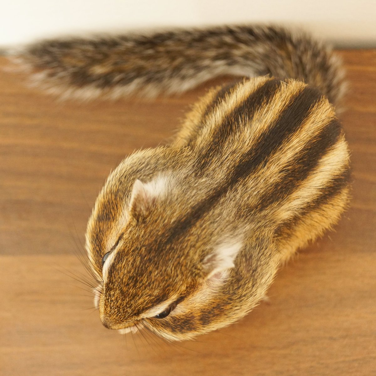 シマリスのソフィー🐿Sophie,Bikke&Tod (@bikke_the_chip) / Posts / X