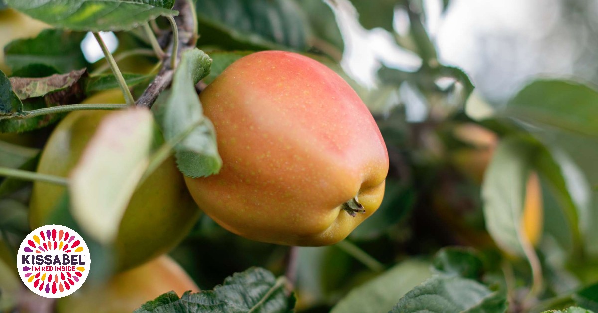 If you think they look amazing on the outside, wait till you see the RED inside! 

#kissabel #kissofnature #redinside 

Kissabel® apples, sold in the UK by proud marketing partner Worldwide Fruit