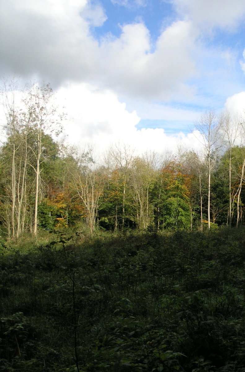 QUESTION: "Can I plant a 100% commercial #coniferous #forest in Ireland?" 
ANSWER: No. New forests can include up to 65% commercial conifers—whether mixed or pure—but must also have 20% native species and 15% set aside for unplanted, biodiversity areas.
🌱🌳🍃🌲