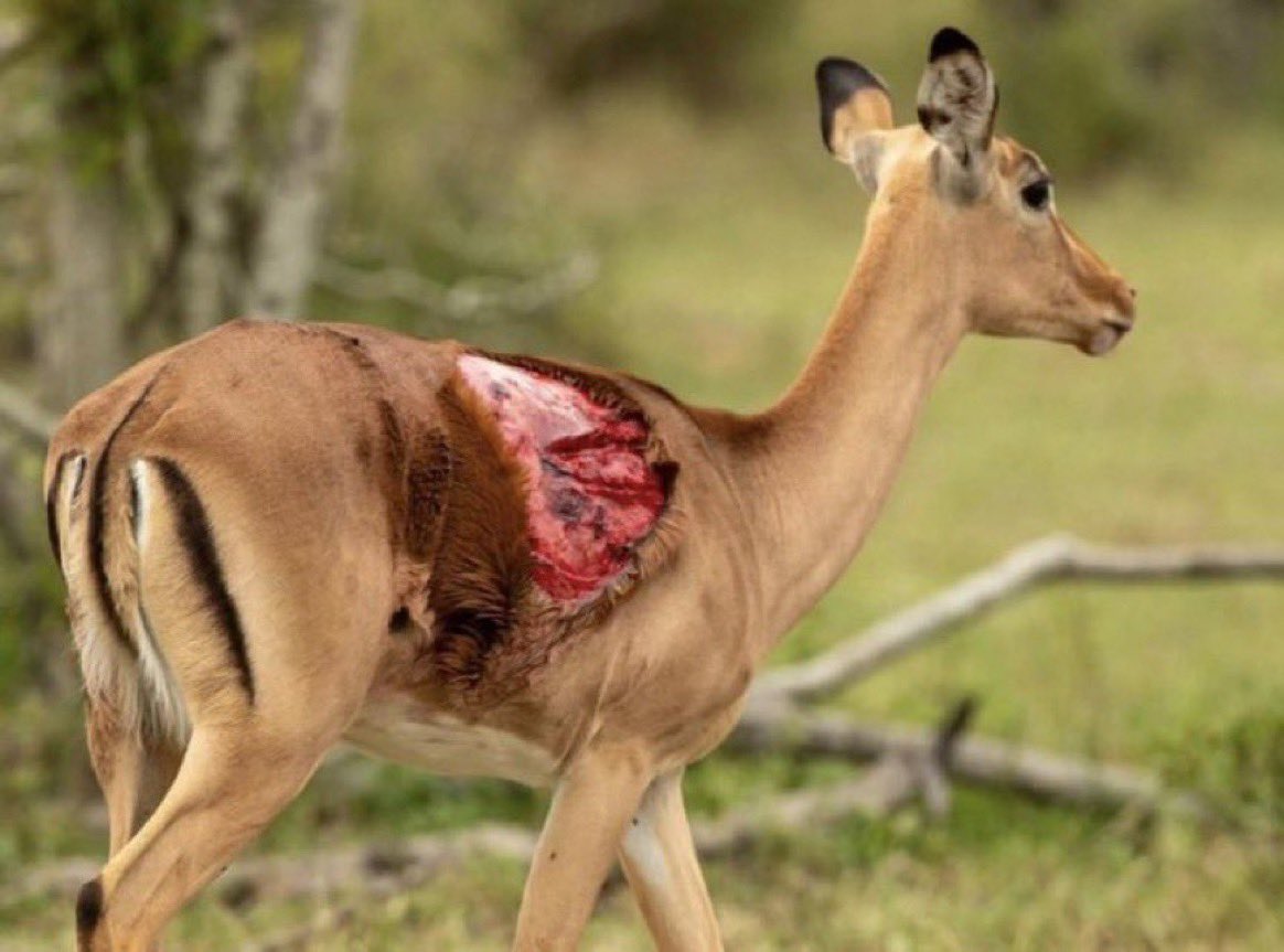 ضيعك طيشك اللي بالخلا تتبعيه
لين صرتي فريسه في يدين الفهد