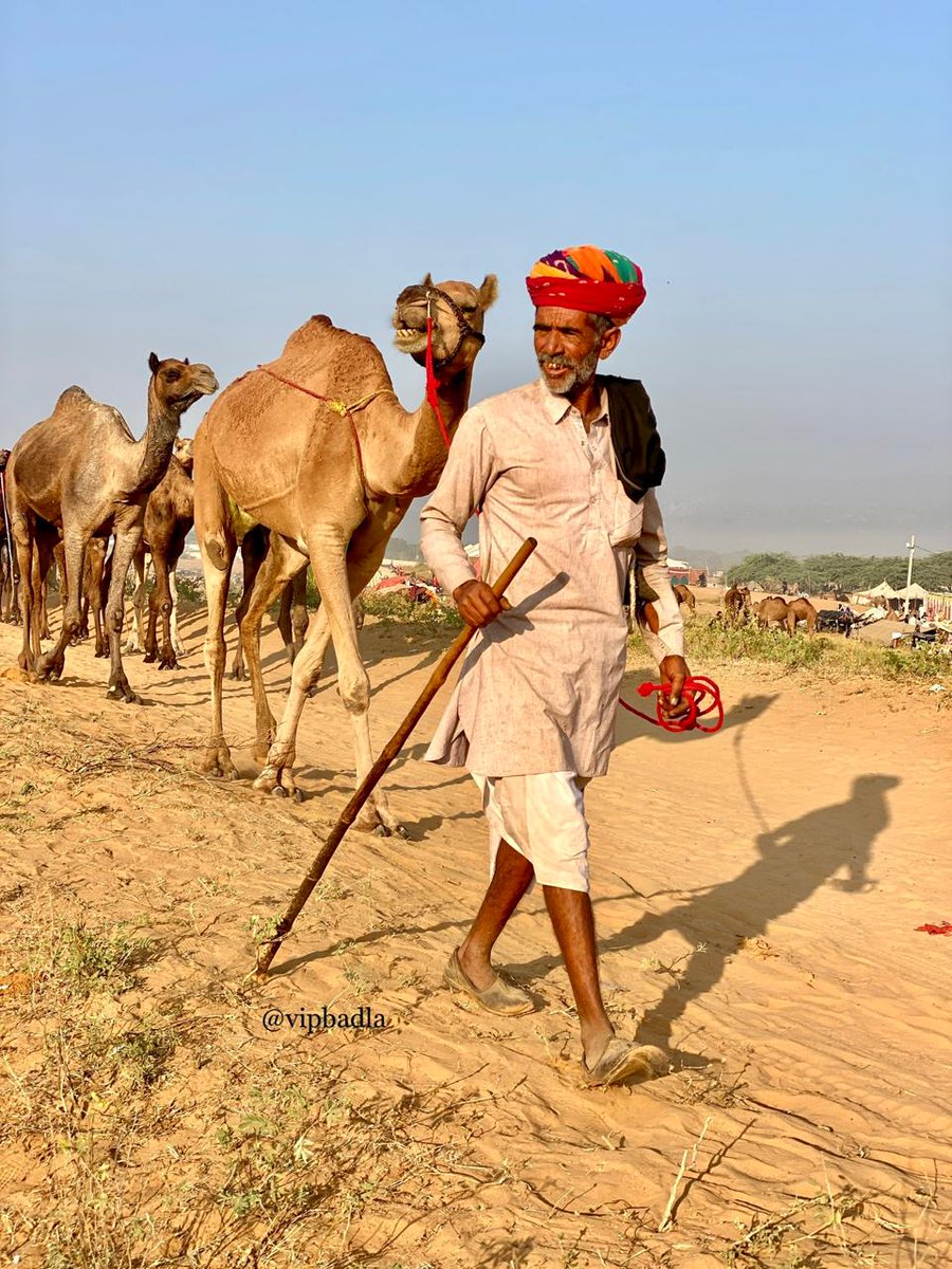 Vipbadla's tweet photo. 📍 Pushkar fair 2024 🐫 🐪 🐫 🐪 rajasthan
#pushkar #vipbadla #rajasthan #pushkarfair https://t.co/g0HuoIF2Pa