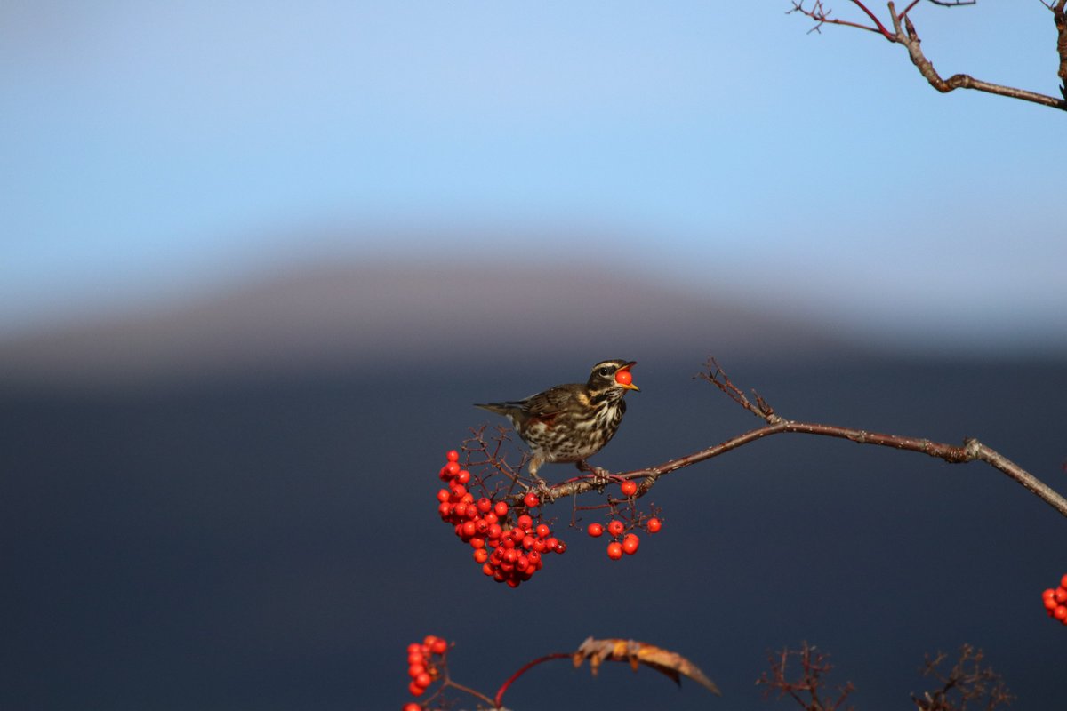 Redwings and Fieldfares are a regular sight at RSPB Loch Lomond in winter. 

Redwings have a distinctive white eye stripe and red underwing. Fieldfares have a silvery grey head and chocolate brown back and are much larger. 

📸Robin Flannagan

<a href="/lomondtrossachs/">Loch Lomond & The Trossachs</a> <a href="/NatureScot/">NatureScot</a>