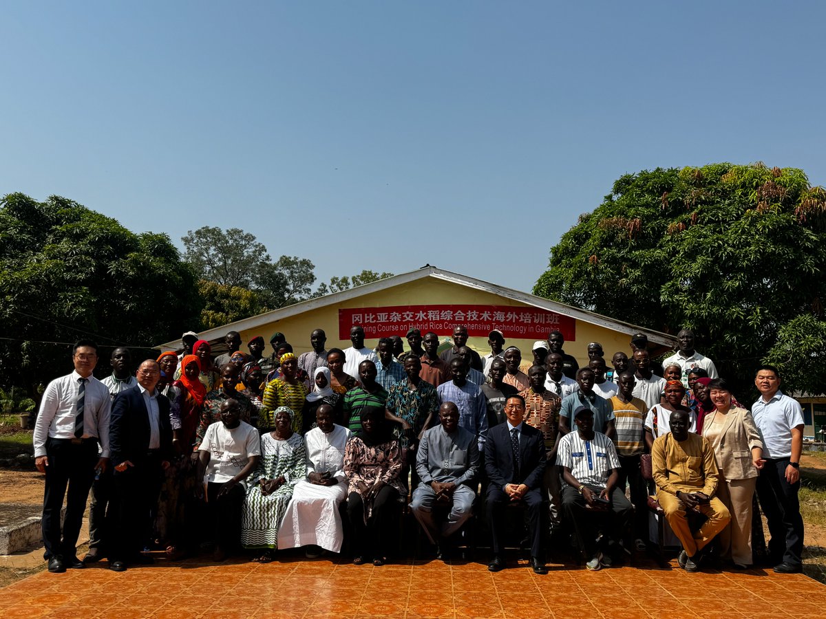 ChineseAmb_GM's tweet photo. 30 days, 60 Gambian trainees! China's first overseas training course in The Gambia, the Hybrid Rice Comprehensive Technology Training Course, successfully kicked off in Jenoi on November 7. Congratulations! https://t.co/3ZOam22QpU