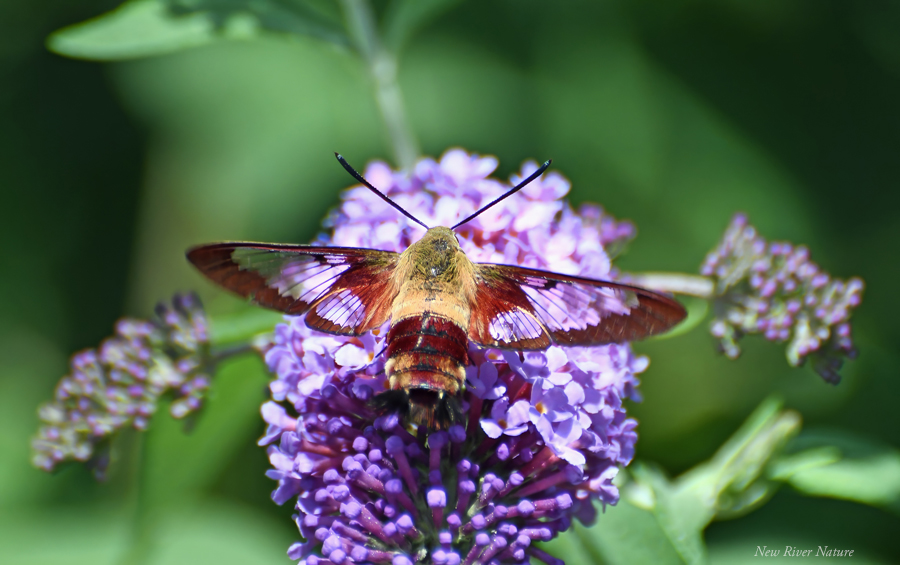 KerriFar's tweet photo. "In the end nothing we do or say in this lifetime will matter as much as the way we have loved one another." ~ Daphne Rose Kingma #AmazingWings #WingsWideOpen #HummingbirdMoth #NewRiverNature #Insect #NatureLover #SeeThruWings https://t.co/vTDChMewZk