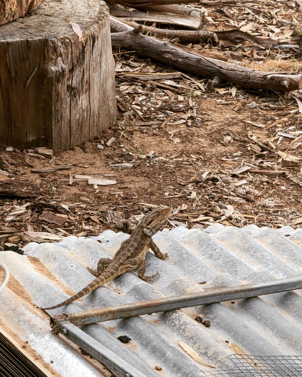 Nomadic Coach tweet media