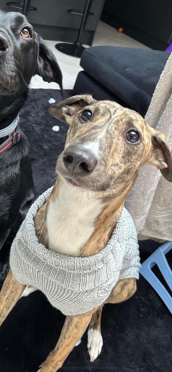 Please share to help find Tayah, lost on Friday when she didn’t come back after chasing a deer 

Lost: Brindle Lurcher Female In South East (GU16) doglost.co.uk/dog-blog.php?d…

#frimley #mychett #guildford #aldershot 
#lostdog #Lurcher