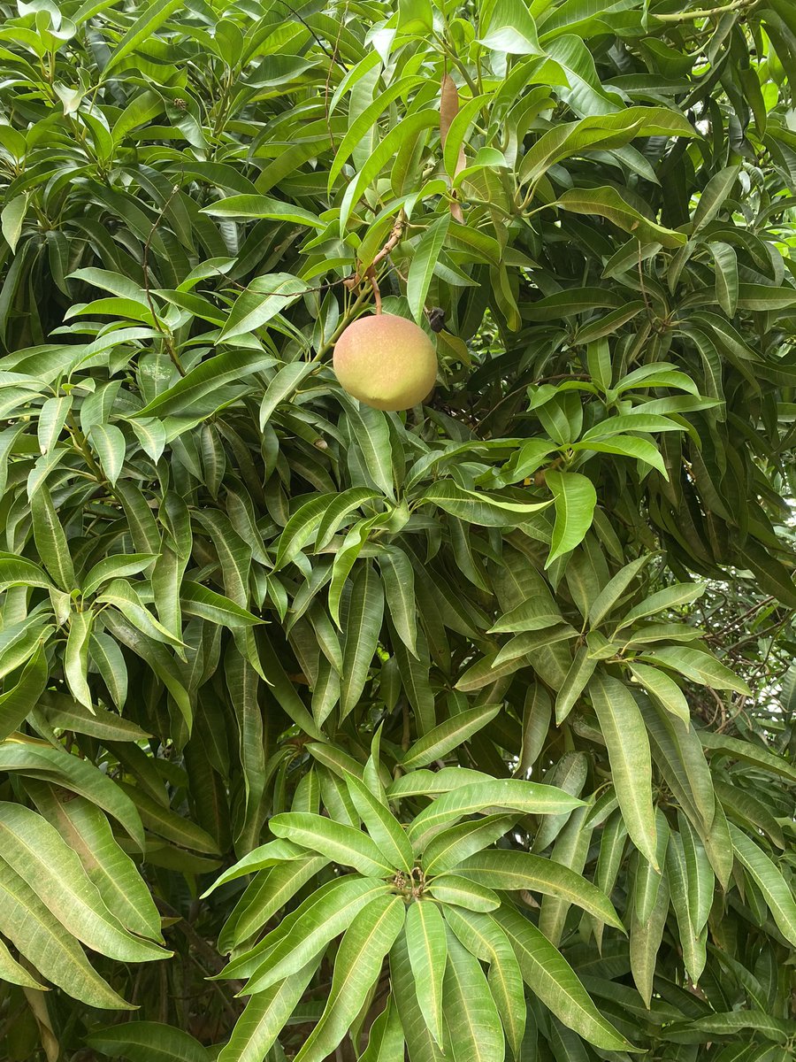 Zero_Hunger_Ke's tweet photo. It’s the #MangoSeason.

Reporting from Turkana.

#AgroecologyWorks
#Visibilize4ClimateAction 
#ZeroHunger https://t.co/EzUPQhTeGN