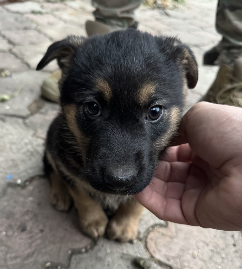 На Донбасі дуже багато тварин, які потребують вашої турботи. Ось таких пупсів тут пʼятеро. Для двох вже знайдено новий дім. Ще трьох треба влаштувати. Буду вдячний за репост.