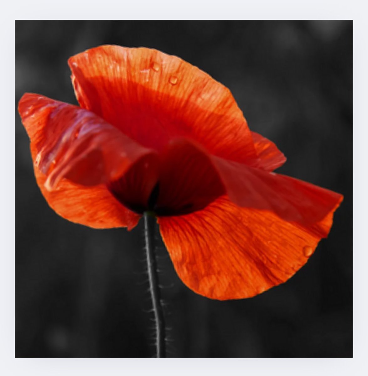 #wewillremeberthem #LestWeForget