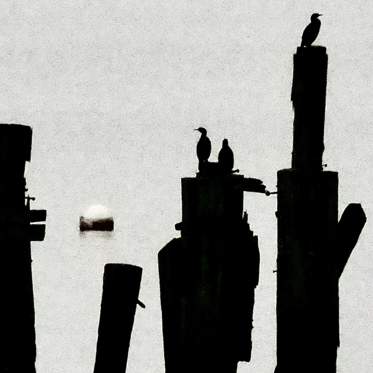 Anne Charnock tweet media