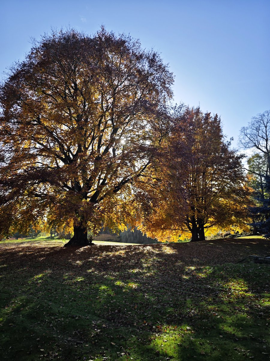Berni Devilat, PhD (@bdevilat) on Twitter photo Lovely to walk for meetings to other buildings within the campus with this beautiful autumn view <a href="/UoNArchitecture/">Architecture & Built Environment Uni of Nottingham</a> <a href="/UoNresearch/">Nottingham Research</a> <a href="/UoNPressOffice/">Uni of Nottingham Press Office</a>/ un agrado caminar por el campus para ir a reuniones a otros edificios con esta hermosa vista de otoño! Lovely to walk for meetings to other buildings within the campus with this beautiful autumn view <a href="/UoNArchitecture/">Architecture & Built Environment Uni of Nottingham</a> <a href="/UoNresearch/">Nottingham Research</a> <a href="/UoNPressOffice/">Uni of Nottingham Press Office</a>/ un agrado caminar por el campus para ir a reuniones a otros edificios con esta hermosa vista de otoño!