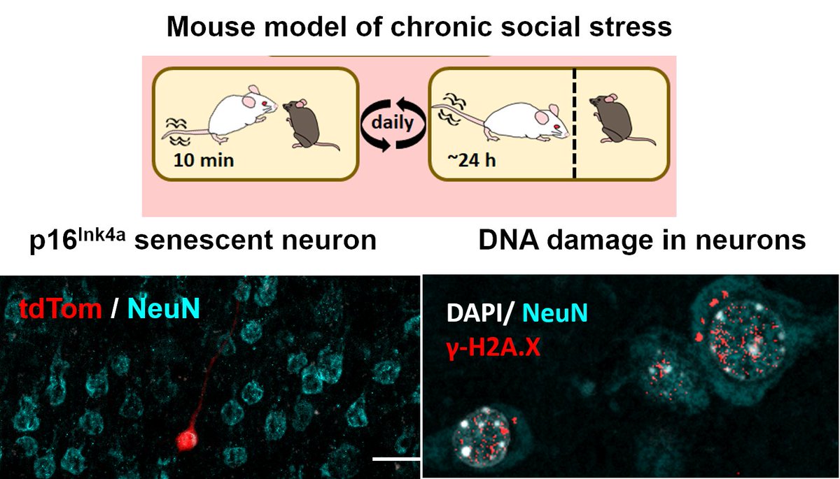 Alessandro Bartolomucci Lab (@bartolomuccilab) on Twitter photo Out today <a href="/NatureAging/">Nature Aging</a> !
Life stress can accelerate aging and shorten lifespan, but how remains unclear.
We identify that hippocampal/cortical neurons acquire features of p16-dependent #senescence and DNA damage in mice exposed to chronic social stress.
nature.com/articles/s4358… Out today <a href="/NatureAging/">Nature Aging</a> !
Life stress can accelerate aging and shorten lifespan, but how remains unclear.
We identify that hippocampal/cortical neurons acquire features of p16-dependent #senescence and DNA damage in mice exposed to chronic social stress.
nature.com/articles/s4358…