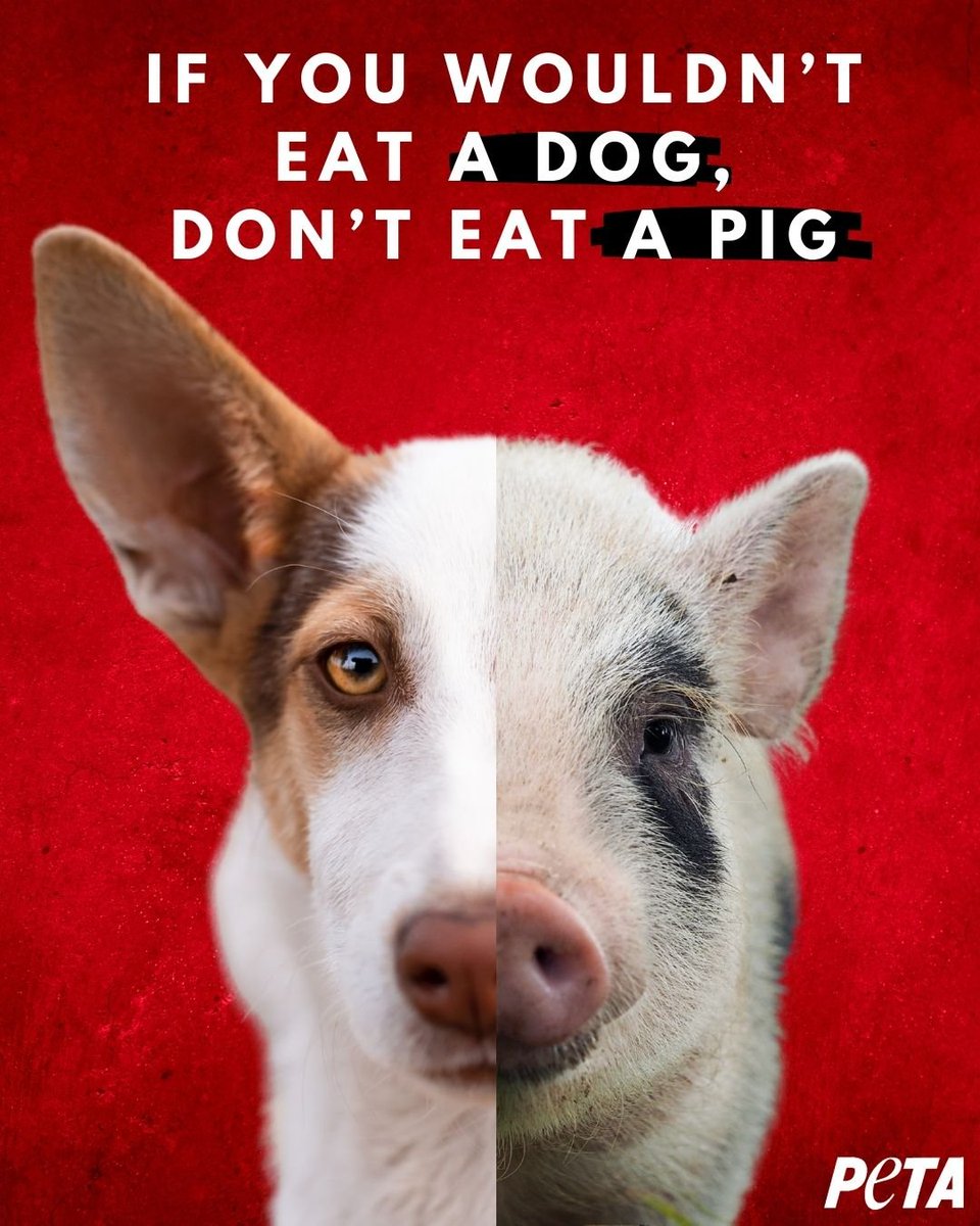 PETAUK's tweet photo. The only difference is your perception. #EndSpeciesism https://t.co/FOyPQGg9Bk