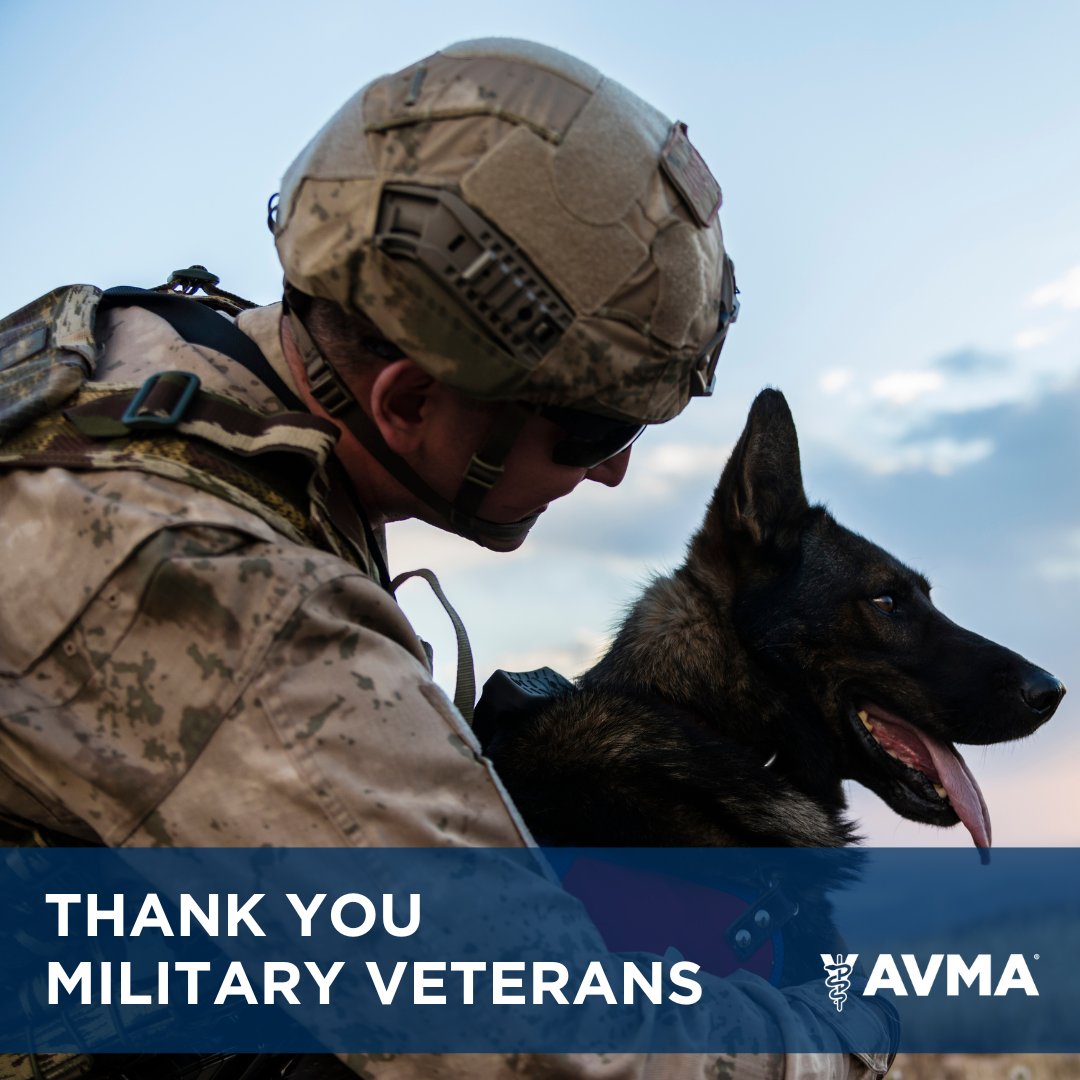 AVMAvets's tweet photo. #VeteransDay - The AVMA wants to send out a big thank you to all service members - including all the veterinary professionals and AVMA members who care for our military animals. If you’d like to show your support for veterans, you can help in two different ways ⬇️ https://t.co/ImdzIy9Z2D