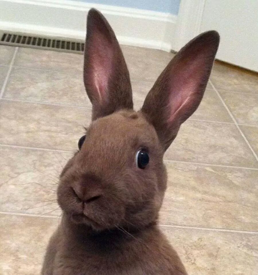 TheGodCookie's tweet photo. @BineaToday @JustUnderReal @NHoomans @Wolfpak561 @StillDizzy2 @hugh_bothwell @Jeff_J_Morgan @icannotdie6 @PatricktheB @JMIglesias7 @Raven4212 @Simple_Shaman @BagORichards @bex_fur @TBRagsdale1 @MichaelSteidel @randomizer88996 @RachelT921 @DementedHuman @jools6691 @mirandaisrisen @Cern_lXXl @Emperor_Mollari @kester_lowers @New_Apologetic @MucusMucous1 @Sicut_Lupus @ZenBuddhistBear @MDH_UAR @michael43081938 @1pckt @IHateGod427 @SecularSmurf @TJMair @pickledcaliph1 @RossGilroy @proundpapaof3 @faefriend69 @rubblebubb15764 @CeCeBearian @BrianNazarenus @randolf828 @IrisB42744268 @TertiusIV @joejoe419723966 @timmbosliceeee @Covidtalk1 @MilesMosley666 @orna_verum @badgervindaloo https://t.co/HWEI3pjj01