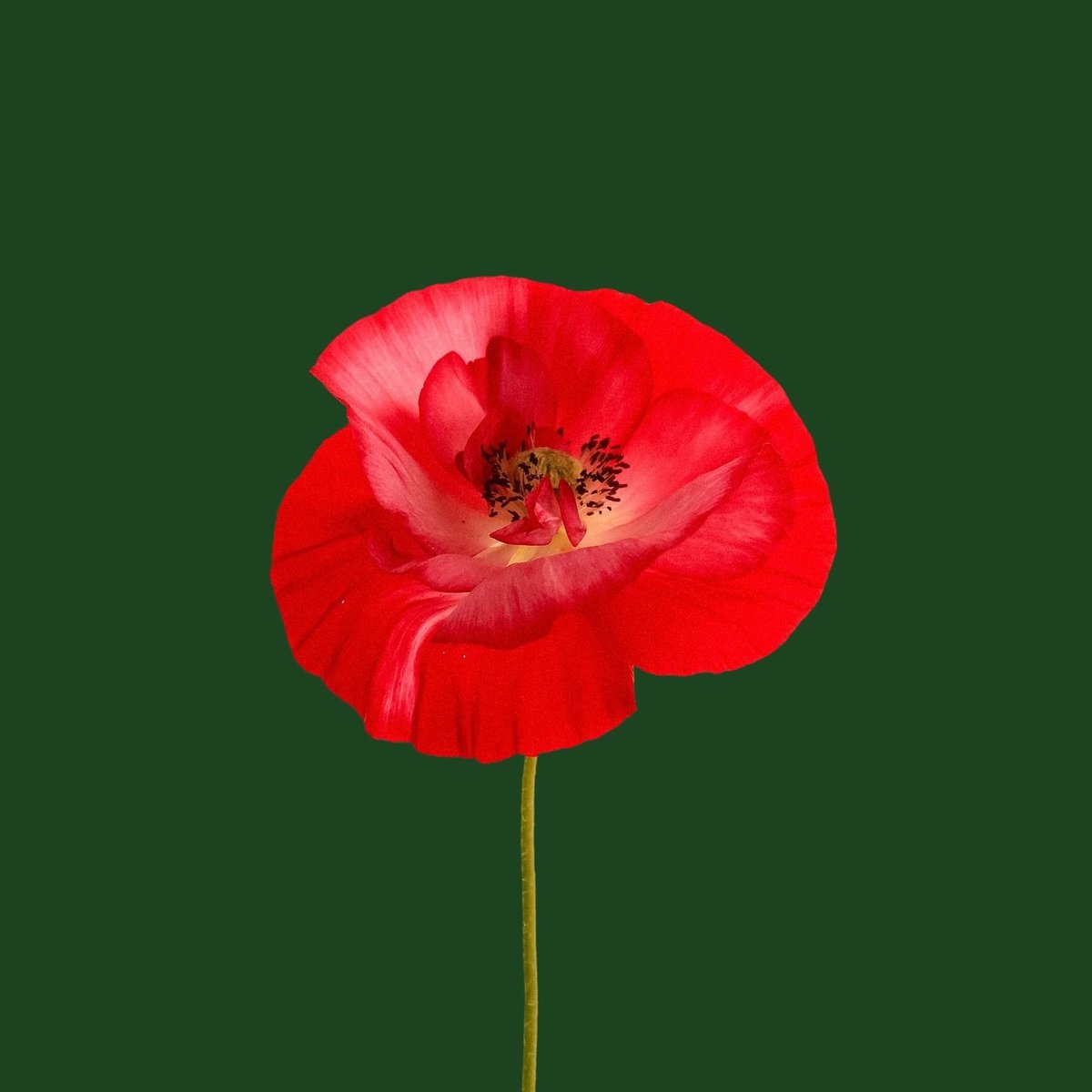 C'est le jour du Souvenir, et nous nous souvenons de ceux qui nous permettent de vivre en paix. À tous les vétérans, votre courage mérite d'être rappelé. Alors aujourd'hui, nous nous souvenons, nous remercions et nous gardons à l'esprit toute cette bravoure.