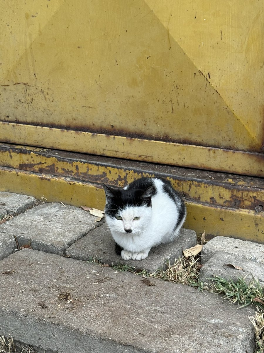 hezgika's tweet photo. hitler kedi https://t.co/juspsIB6vg