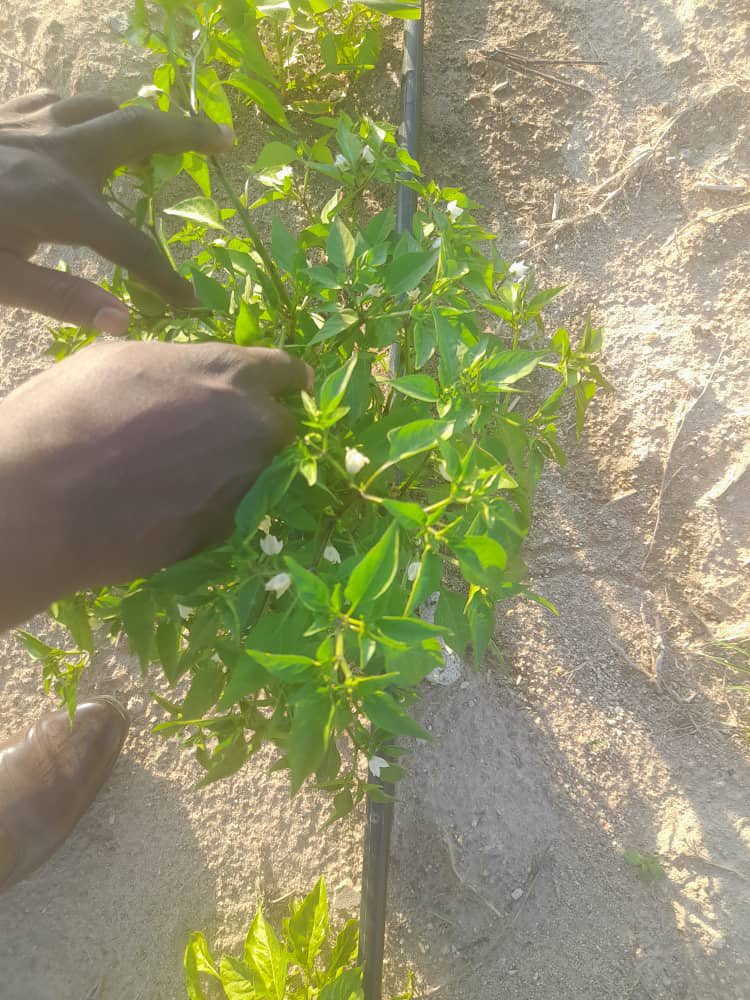 Fields looking vibrant! Farmers putting in the effort! 500MT target within reach this season! Let's keep pushing! Munhu wese muDendere!