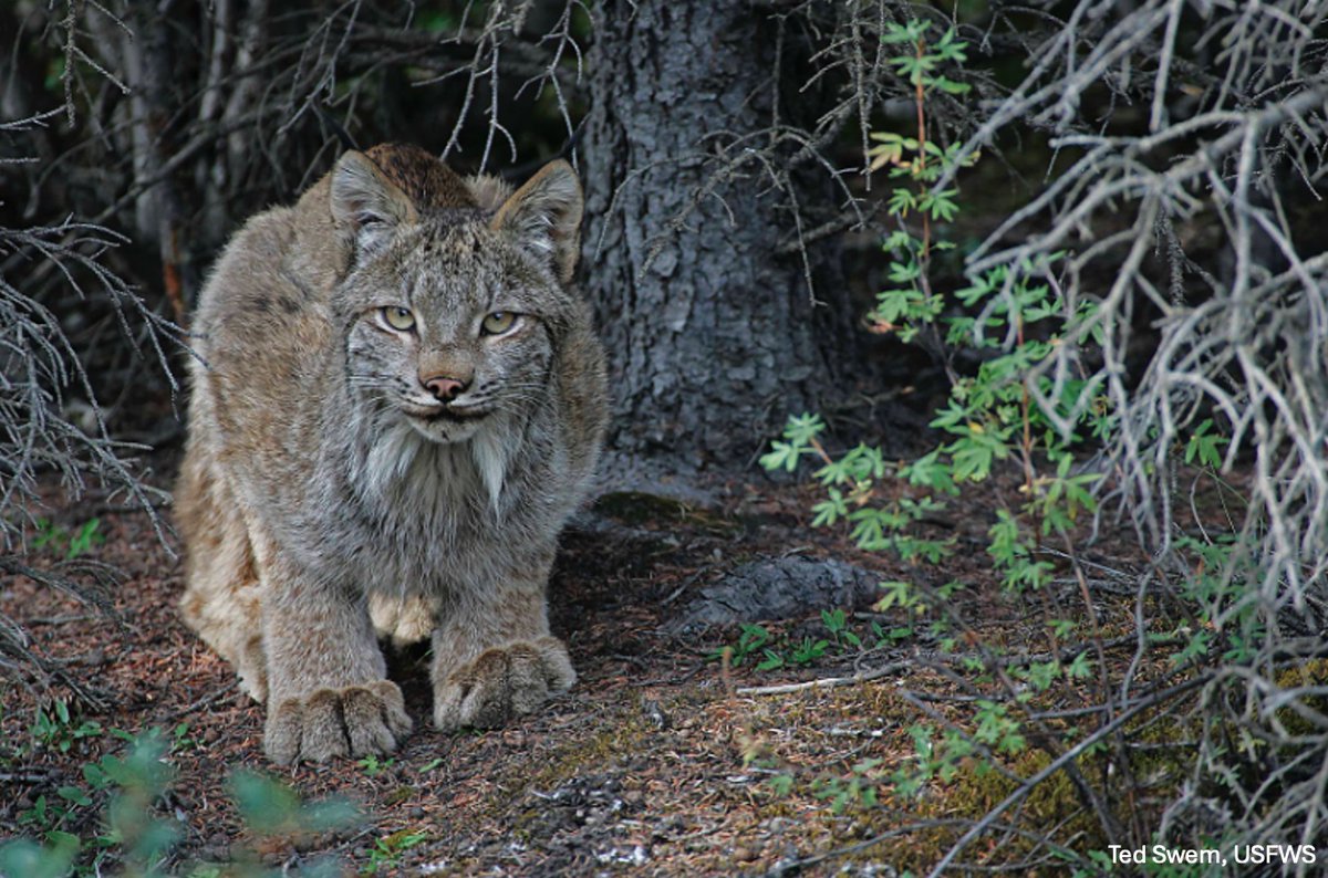 Reminder! Our next webinar is this Thursday, Nov 14, from 11 AM - 12 PM MT. Learn more about the lynx, which has been listed in the contiguous U.S. as a threatened distinct population segment (DPS) since 2000.

Register here: cuboulder.zoom.us/meeting/regist…

#climatetwitter #climate