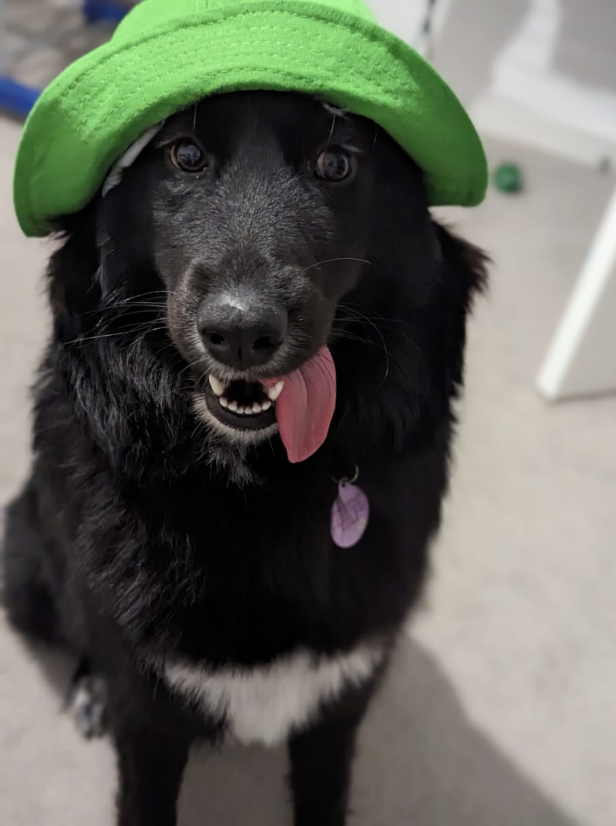 Made some pet portraits! Do you think they look similar? 🐶

#pets #3d #sculpt #zbrush