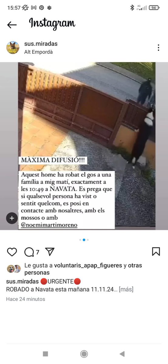 MartaOliBoli's tweet image. Feu molts RT, si us plau!!! 🙏🏻 Aquest mati han robat aquest gos de casa seva! 😭😭 Navata (Alt Empordà)! Fills de PVTA!!!!! 🤬🤬🤬🤬