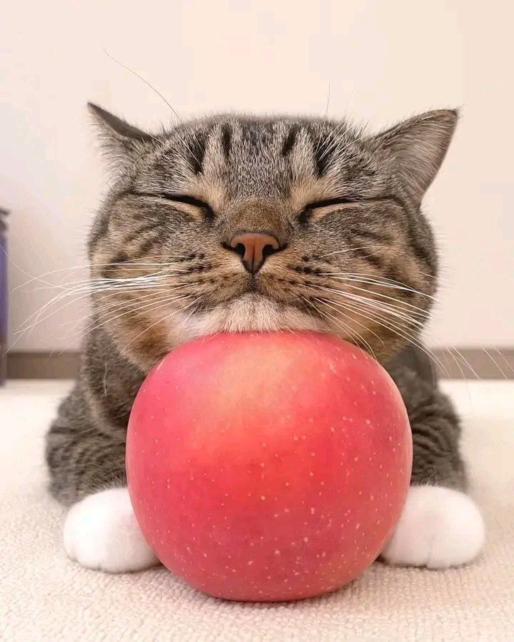 ShouldHaveCat's tweet photo. https://t.co/2FFfZmYcSd