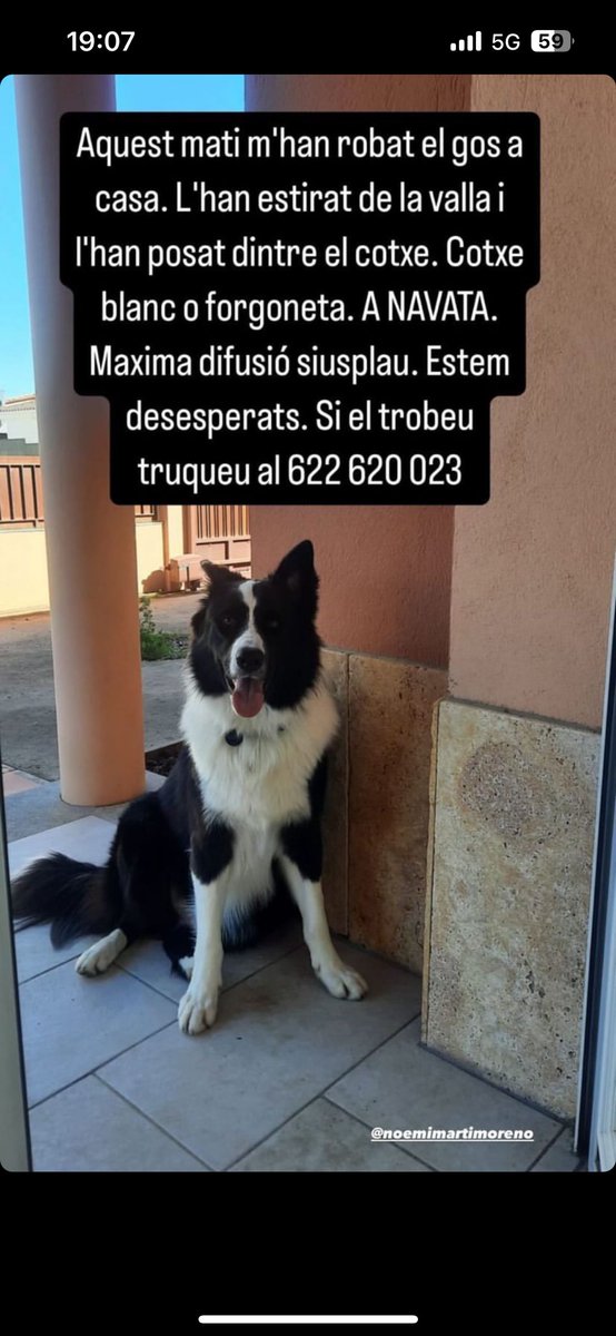 - La família de l’animal ha publicat més informació a les seves xarxes socials.