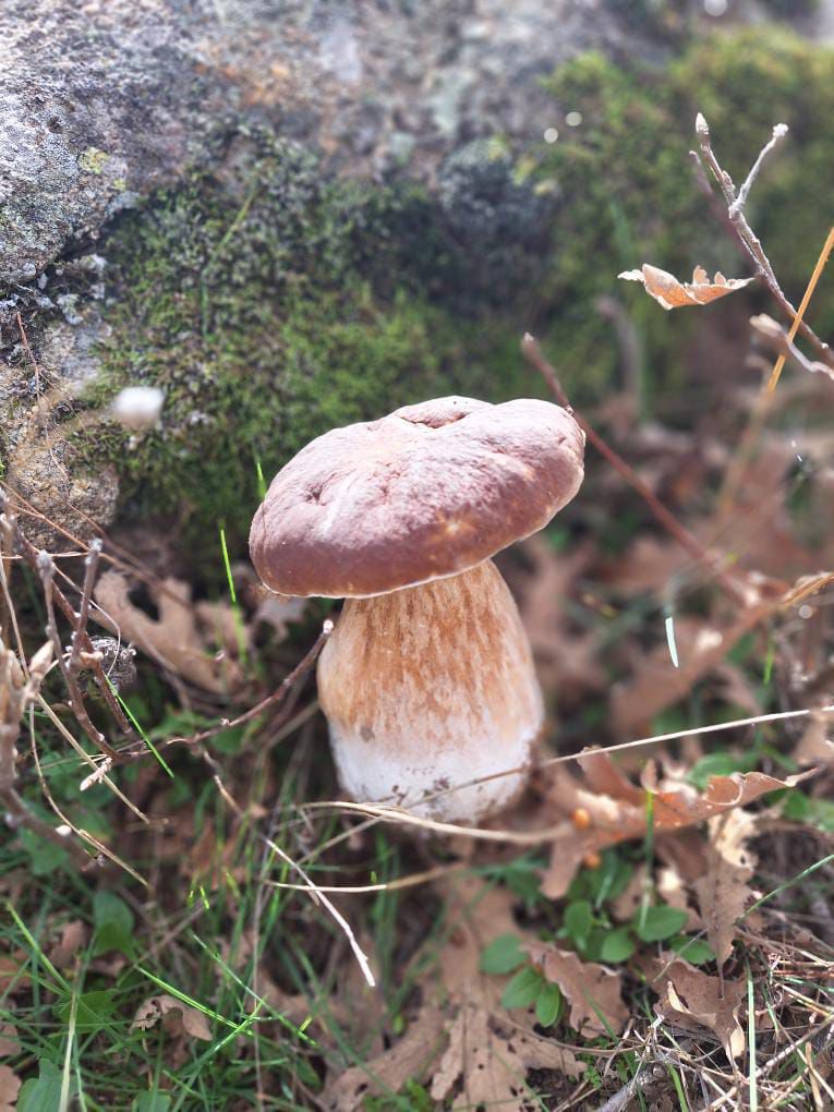 PasaronT's tweet photo. El sábado fuimos a recoger setas🍄🍄‼️

👏😃Que gran día pasamos juntos a todos los participantes de la Jornada Micológica organizada por el Ayuntamiento

🌞🍁Hizo buen tiempo, había setas u hongos, buen ambiente y un paisaje de otoño precioso 

💚🤍🖤 Os esperamos! https://t.co/xW05SJEDKu