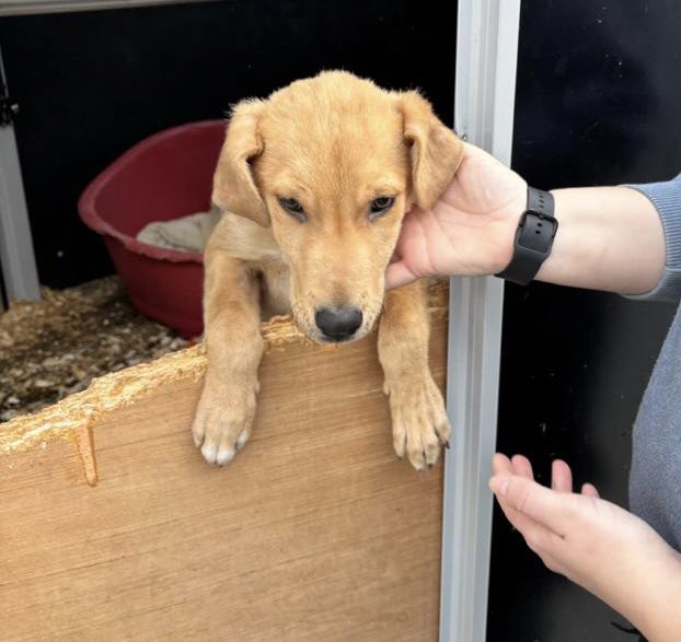 My Lovely Horse Rescue (@mylovelyhorser) on Twitter photo HUGE PLEA FOR HELPβ¦.
DOG CRISIS HITS AN ALL TIME HIGH ππππ€¬π€¬π€¬π€¬π€¬
Today we went to Dublin City Council Animal Welfare Unit shelter. Our hearts are broken, pounds and rescues all over Ireland are swamped. Dogs of shapes, sizes and breeds just not wanted ππ
We went to take HUGE PLEA FOR HELPβ¦.
DOG CRISIS HITS AN ALL TIME HIGH ππππ€¬π€¬π€¬π€¬π€¬
Today we went to Dublin City Council Animal Welfare Unit shelter. Our hearts are broken, pounds and rescues all over Ireland are swamped. Dogs of shapes, sizes and breeds just not wanted ππ
We went to take