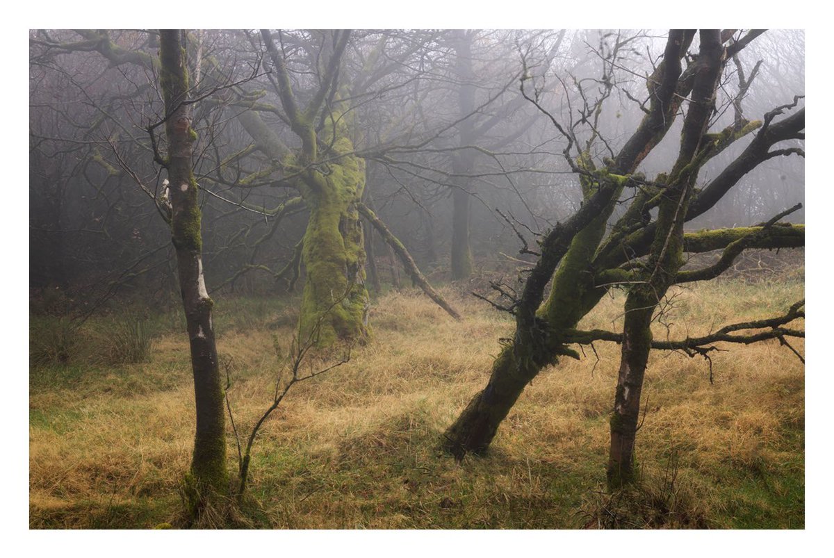 I spent a fantastic couple of days rummaging around in various woodlands on Dartmoor last week. 
This patch just north of Princetown, out on the high Moors, was perpetually shrouded in fog and oozing with atmosphere…

#Dartmoor