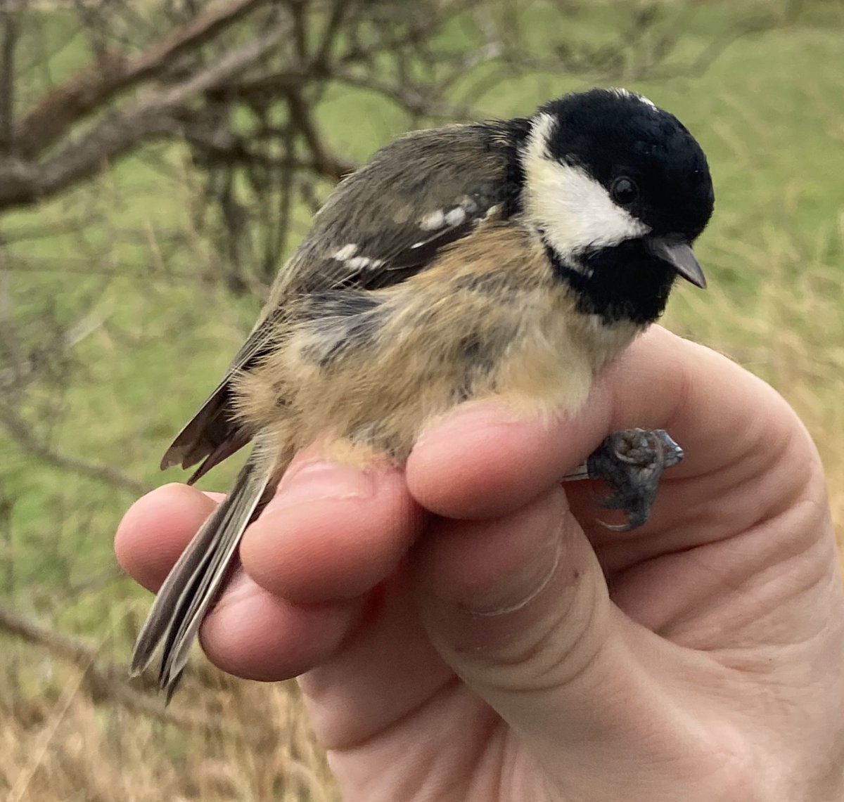 An interesting first year Coal Tit movement from Shropshire border from
August to the great orme in Nov. First migrant of the autumn too. <a href="/BTO_Cymru/">BTO Cymru</a> <a href="/cofnod/">Cofnod</a> <a href="/Macgregor_Cal/">Dr Callum Macgregor</a> #ringing #migration