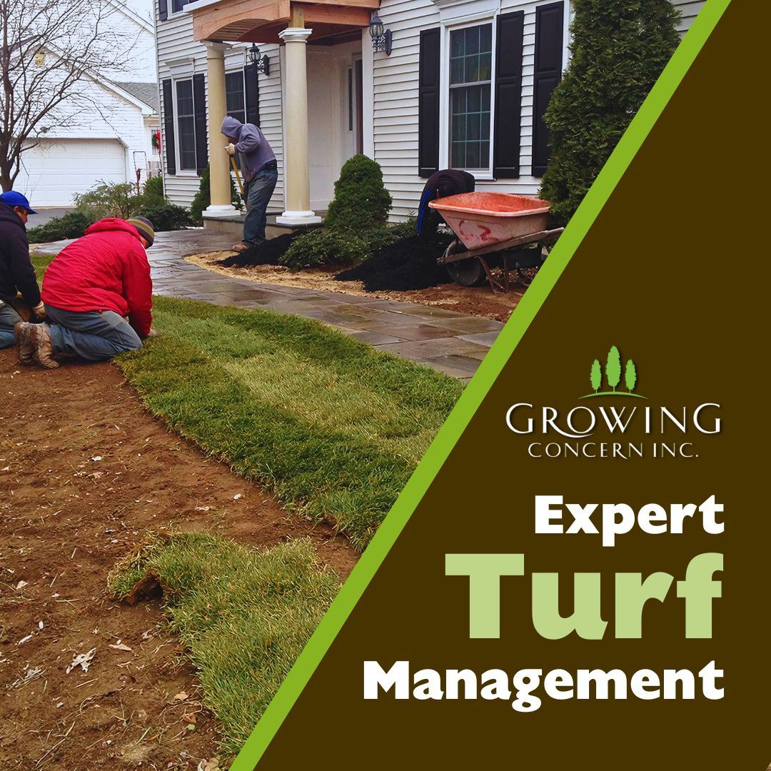 GrowConcern's tweet image. From patchy to pristine—our expert turf management brings your lawn back to life. Learn more: growing-concern.com

#GrowingConcern #Landscaping #HomeBeautification #TurfManagement