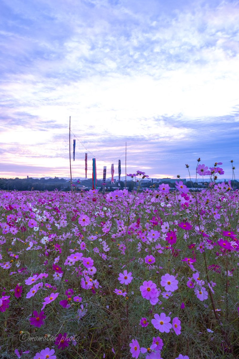 早朝に見た秋の鯉のぼり𓂃𓈒𓏸🎏

愛知県のどこか・・・
ここどこか分かりますか？